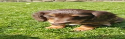 Miniature Dachshund dogs for sale: Puppies of the miniature long-haired dachshund.  - Advert 3