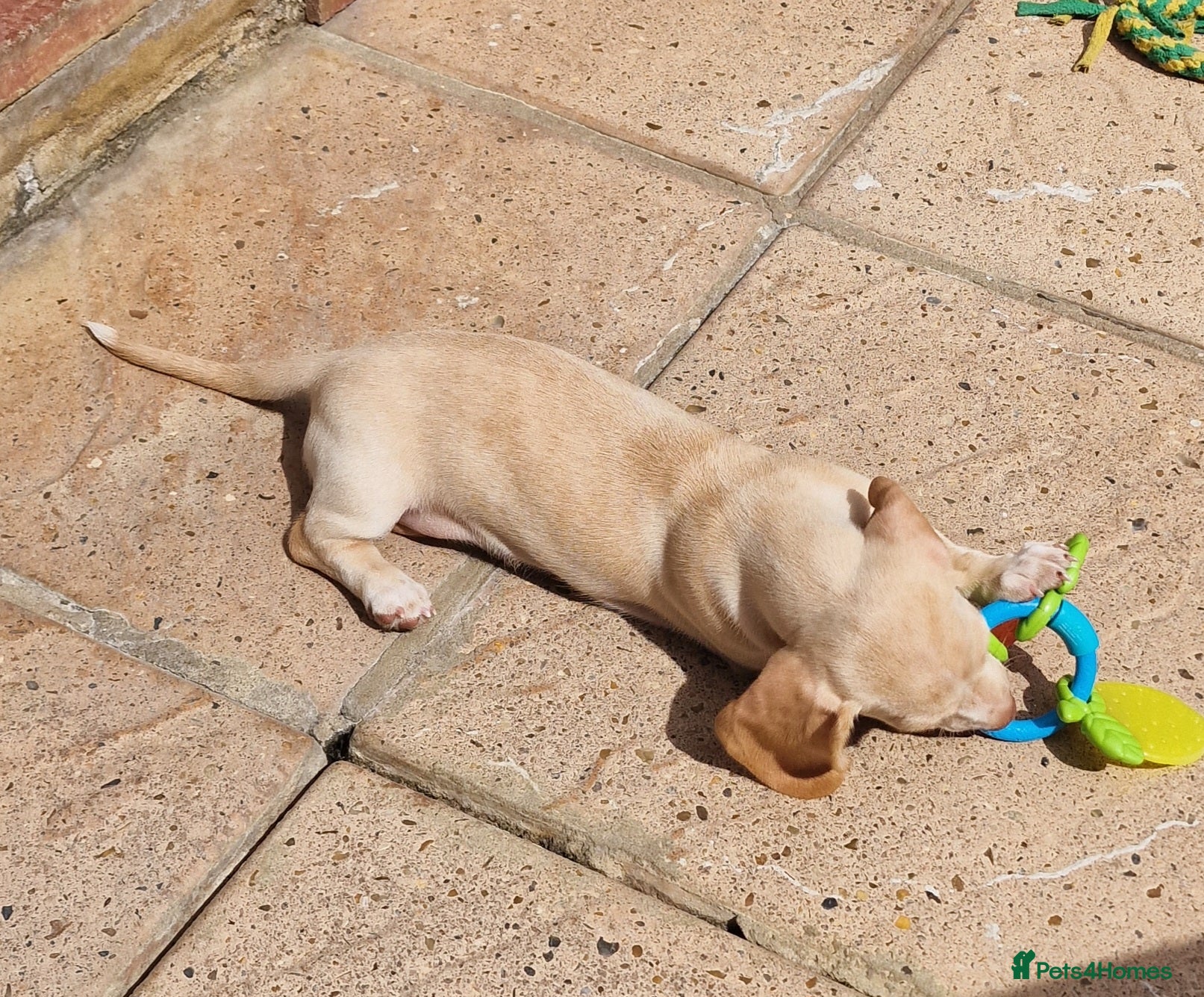 Dachshund dogs Ready Now, amazing colours - Advert 2
