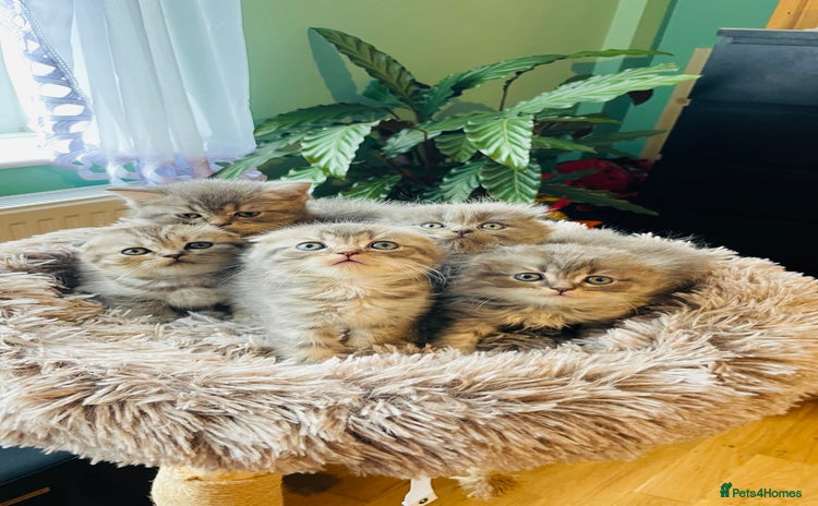 Scottish Fold cats - Advert 10