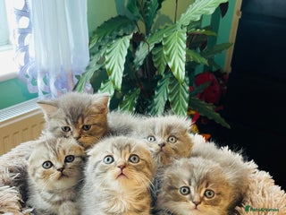 Scottish Fold cats - Advert 3