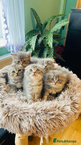 Scottish Fold cats - Advert 6