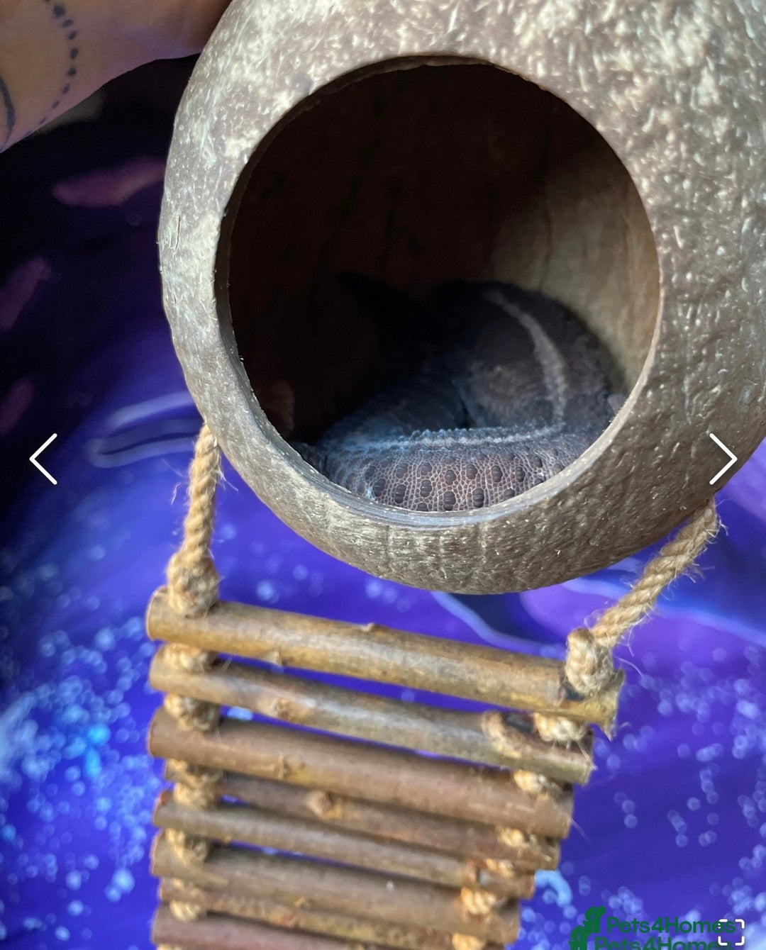 Gecko reptiles for sale: Breeding pair of African Fat Tailed Geckos  - Advert 10