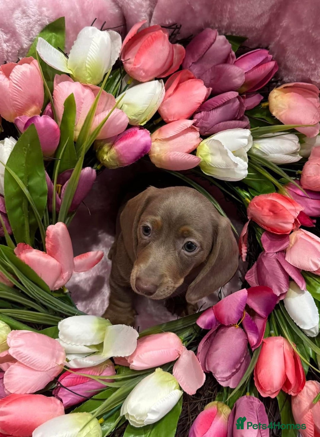 Miniature Dachshund dogs for sale: Miniature dachshunds - Advert 25