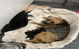 Border Terrier dogs for sale: KC border terrier pups SLEM clear reg breeder - Image 2