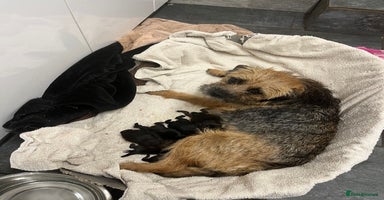 Border Terrier dogs - Advert 5