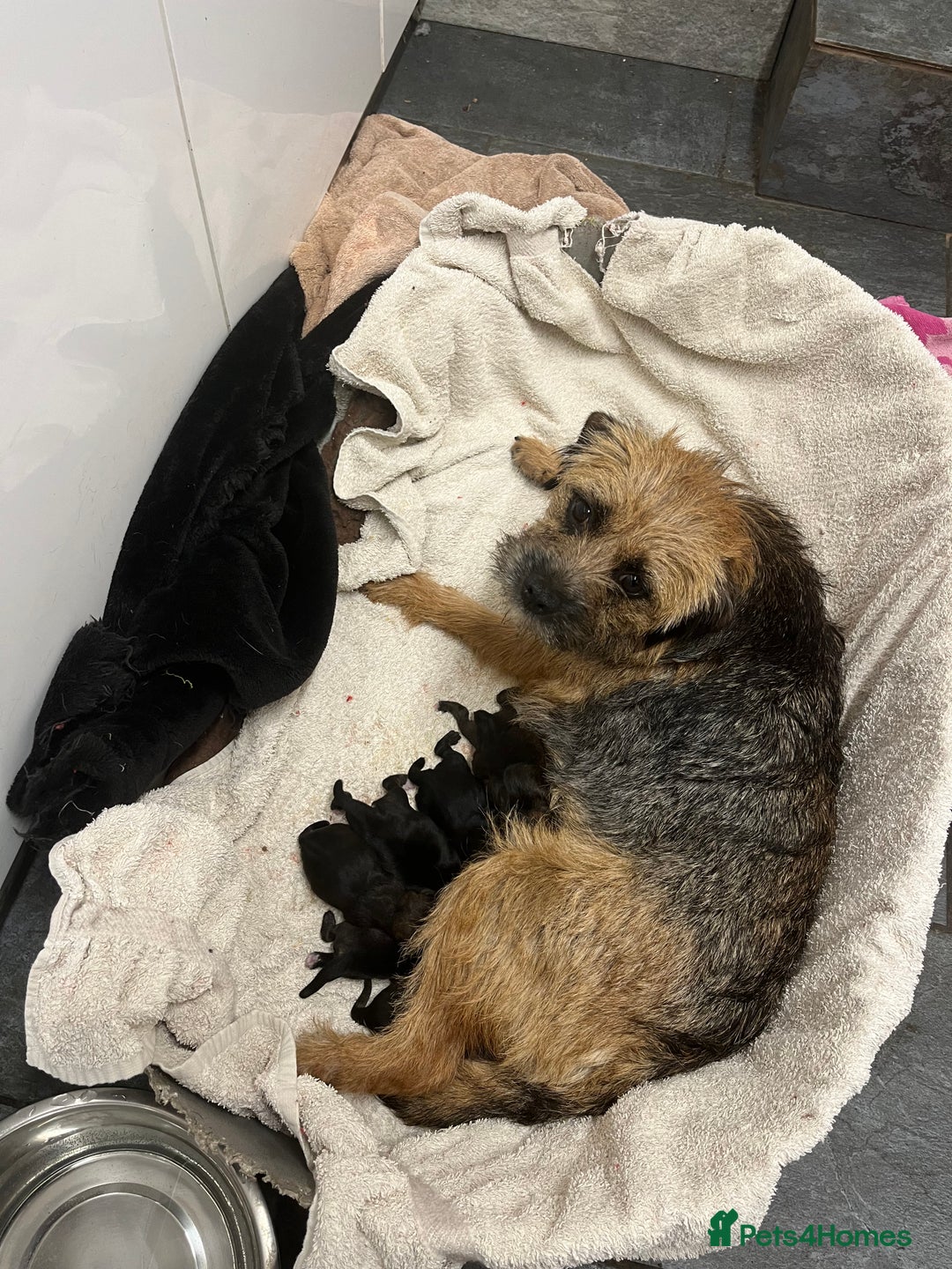Border Terrier dogs for sale: KC border terrier pups SLEM clear reg breeder - Image 2