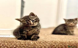 Norwegian Forest Cat cats for sale: Chunky Tabby kittens ready for their new homes  - Image 4