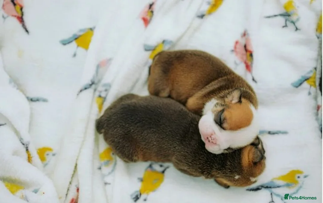 English Bulldog dogs for sale: Outstanding Quality English Bulldog Puppies in Scarborough - Advert 1