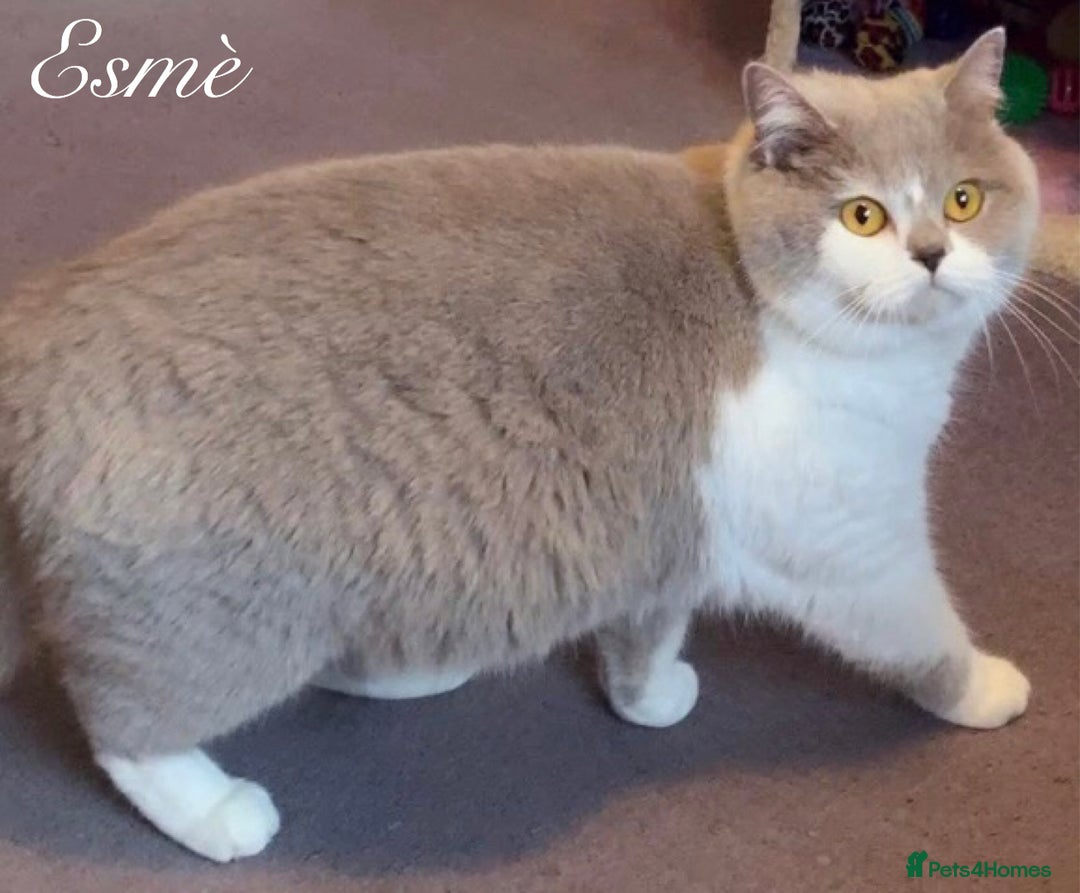 British Longhair cats for sale: Stunning British Longhair Boys TICA Registered - Image 17