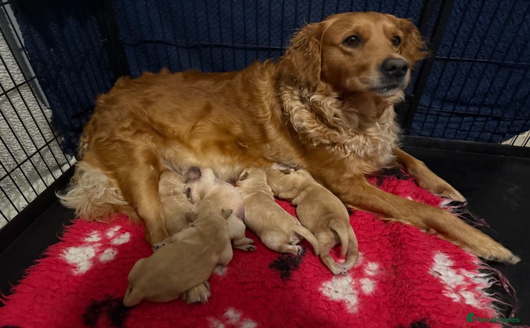 Golden Retriever dogs - Advert 3