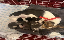 Pomchi dogs for sale: Pomchi x Jackchi puppies  - Image 14