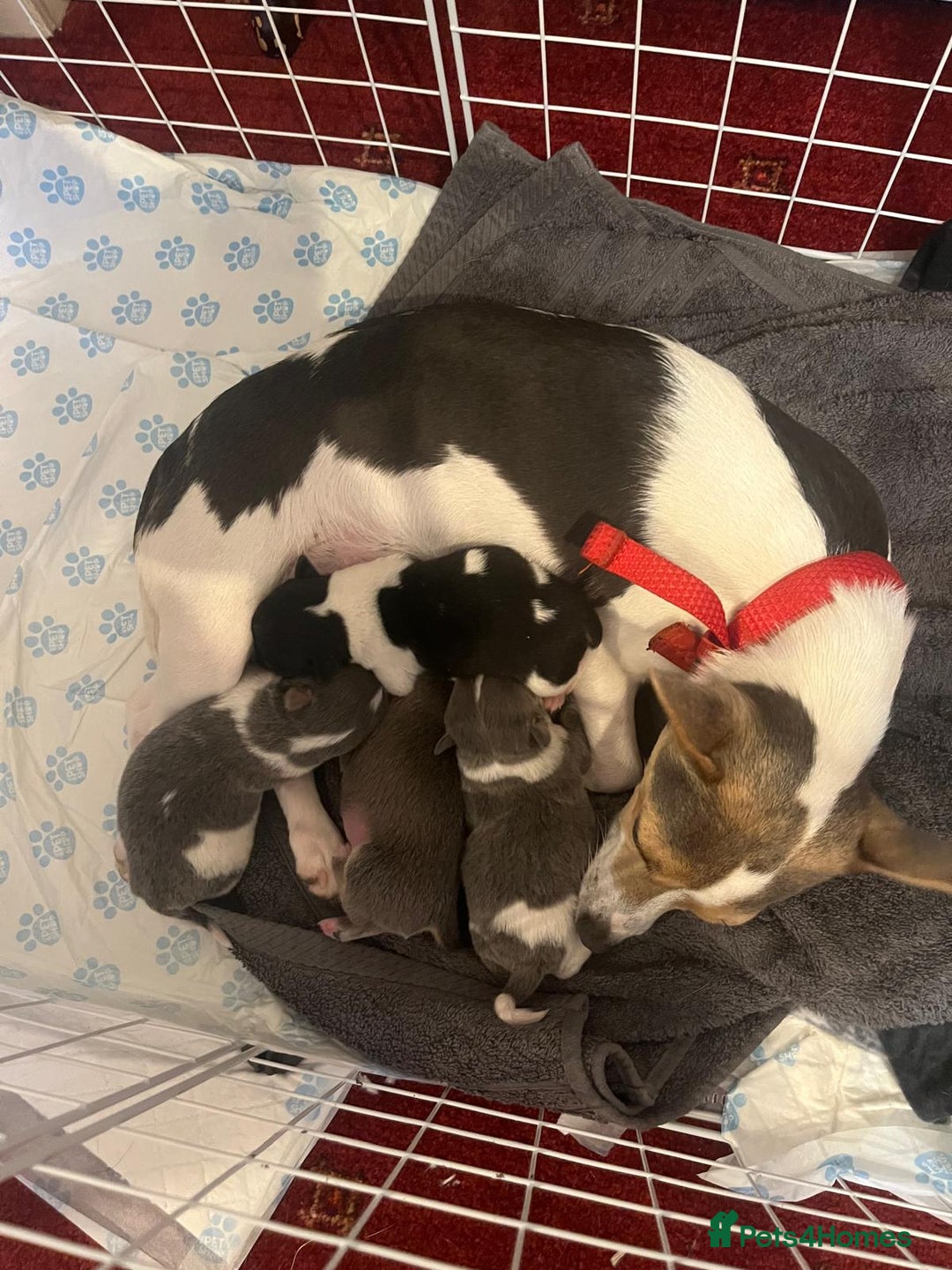 Pomchi dogs for sale: Pomchi x Jackchi puppies  - Image 14