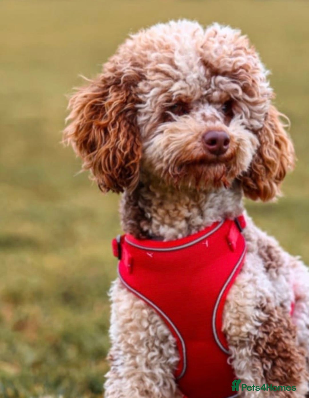 Mini Goldendoodle dogs for sale: Extensively health tested F1 goldendoodle puppies  - Advert 2