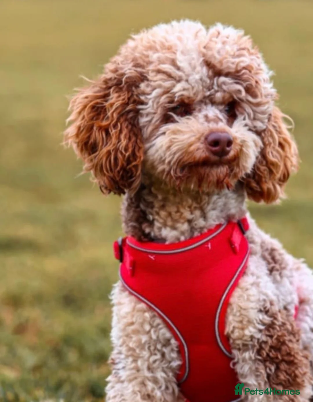 Mini Goldendoodle dogs for sale: Extensively health tested F1 goldendoodle puppies  - Advert 13