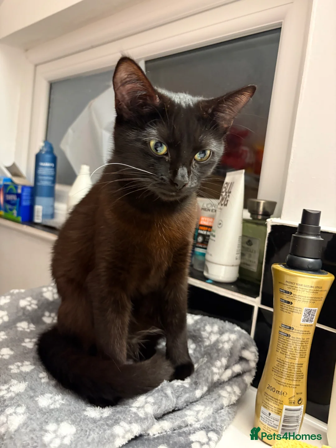 Mixed Breed cats for sale: Flo flo  - Advert 4