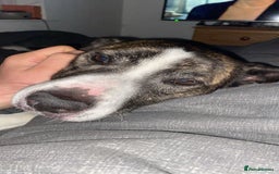 Mixed Breed dogs for sale: Staffie X - Image 2