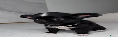 Chihuahua 4