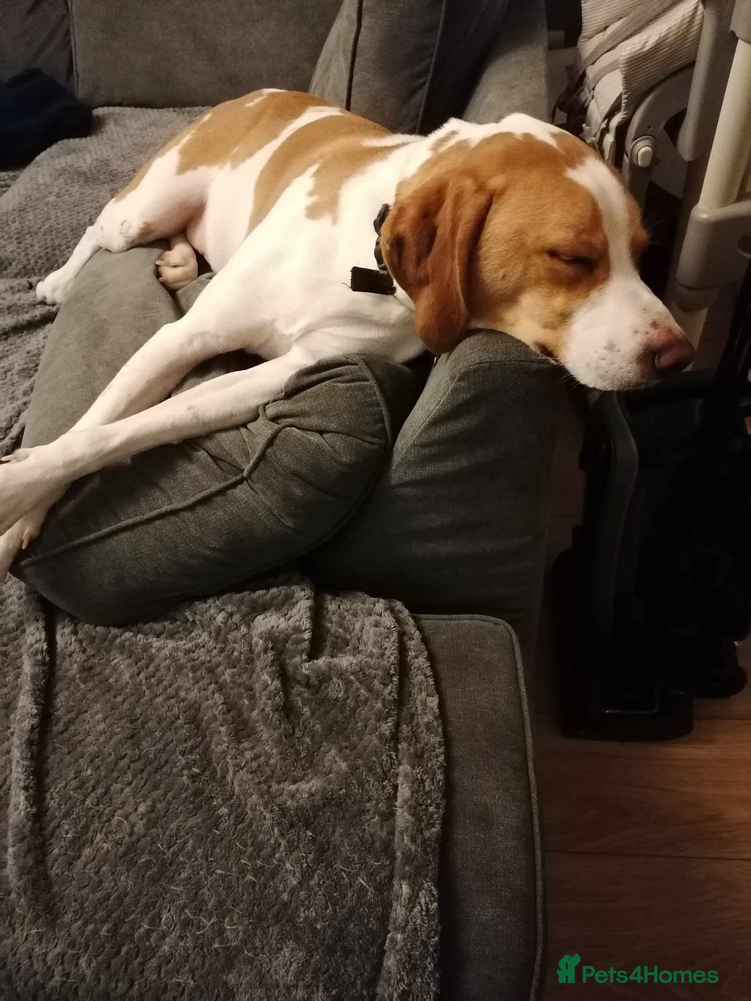 Mixed Breed dogs 💚 Toby 💚 in Caldicot - Advert 8