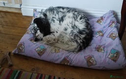 English Setter dogs for adoption: Thor  - Image 2
