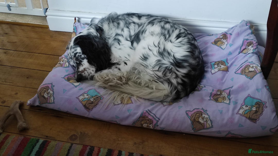 English Setter dogs for adoption: Thor  - Image 2
