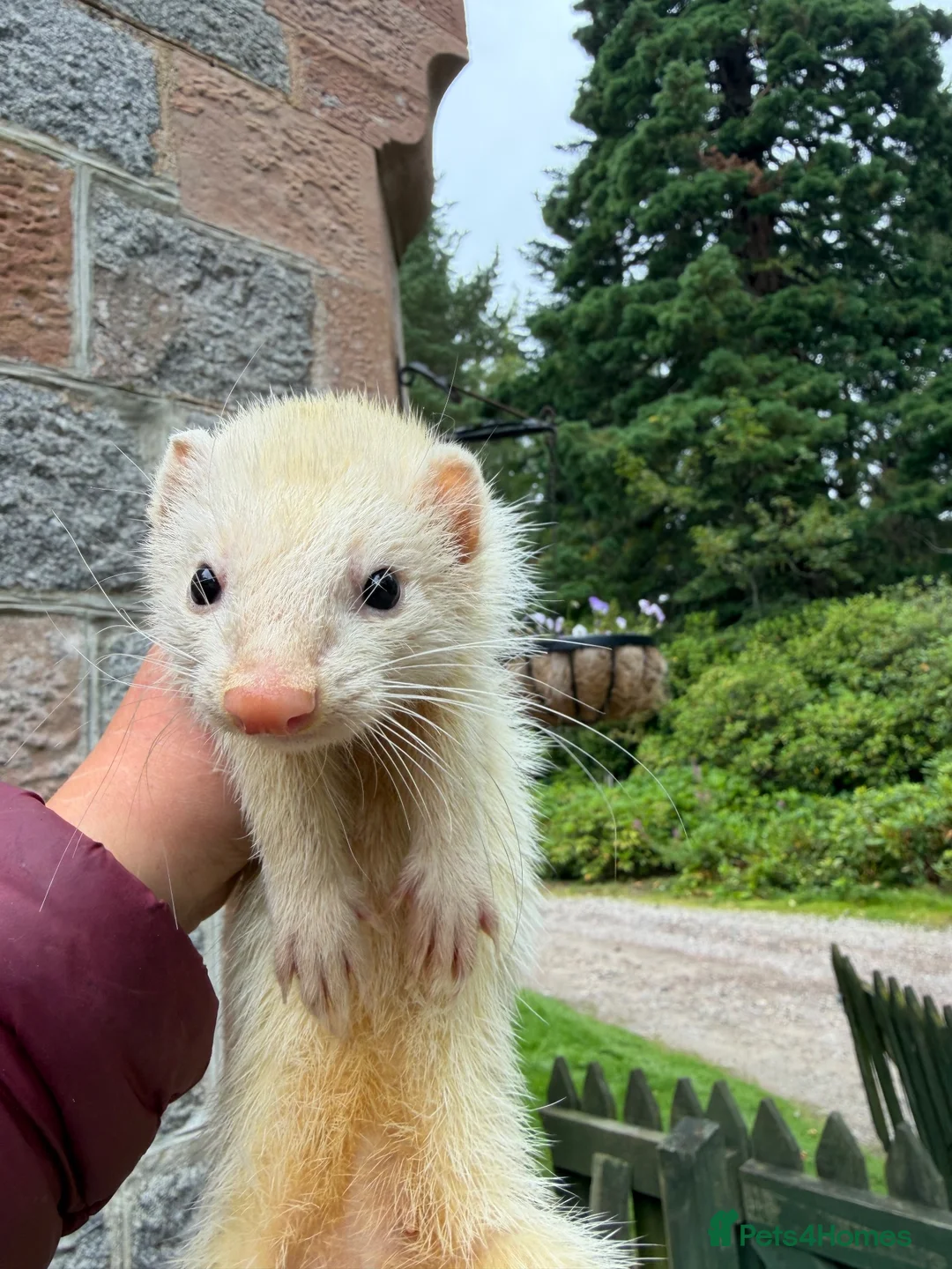 Ferret rodents for sale: Sandy jill in Inverness - Advert 1