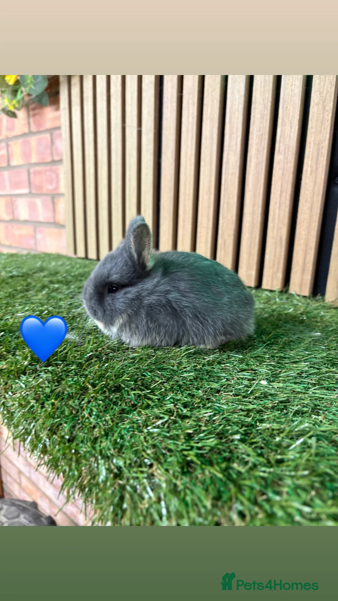 Netherland Dwarf rabbits for sale: Gorgeous Netherland dwarf babies  - Advert 5