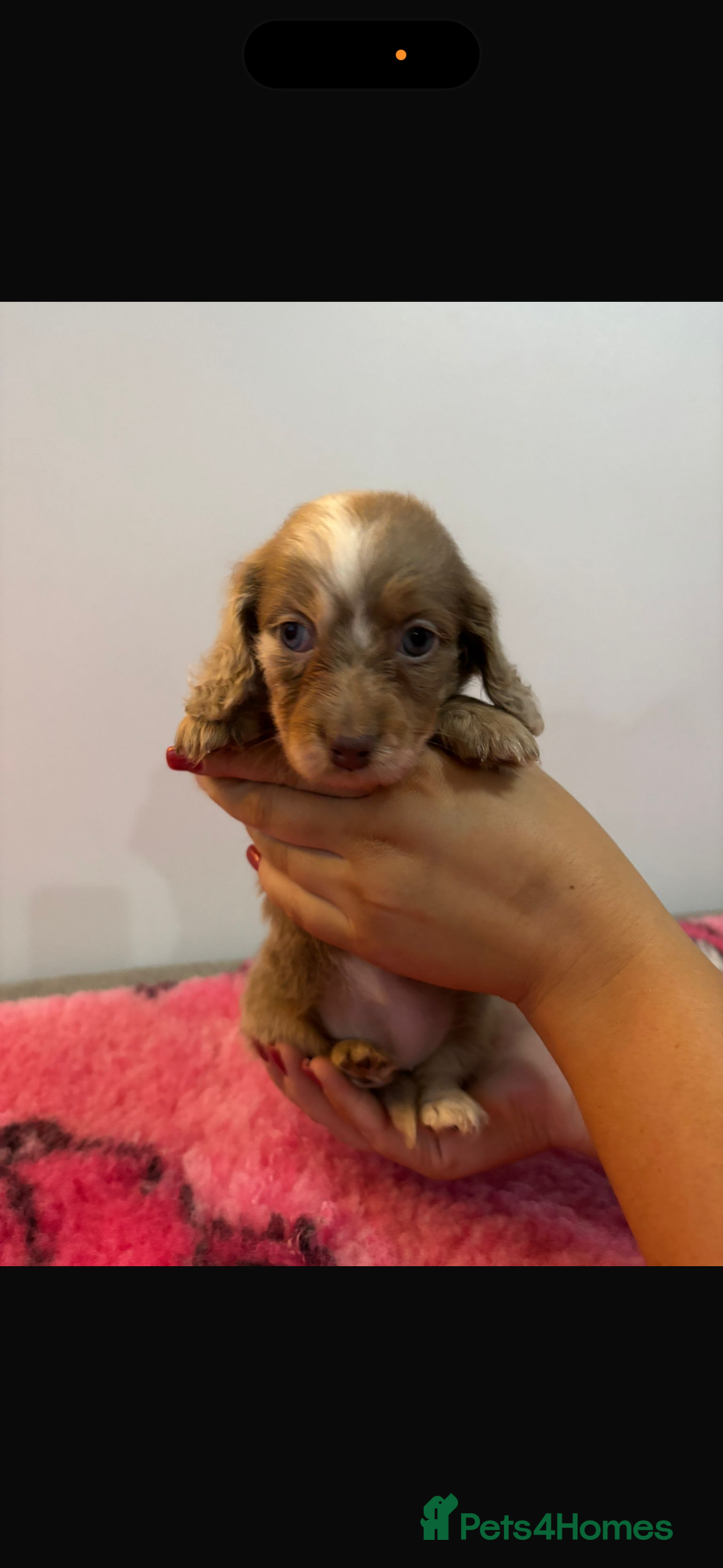 Miniature Dachshund dogs for sale: Kc registered miniature dachshunds - Advert 21