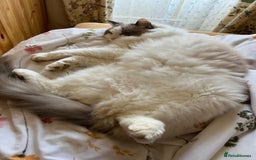 Ragdoll cats for sale: Ragdoll Male 10 years old - Image 3