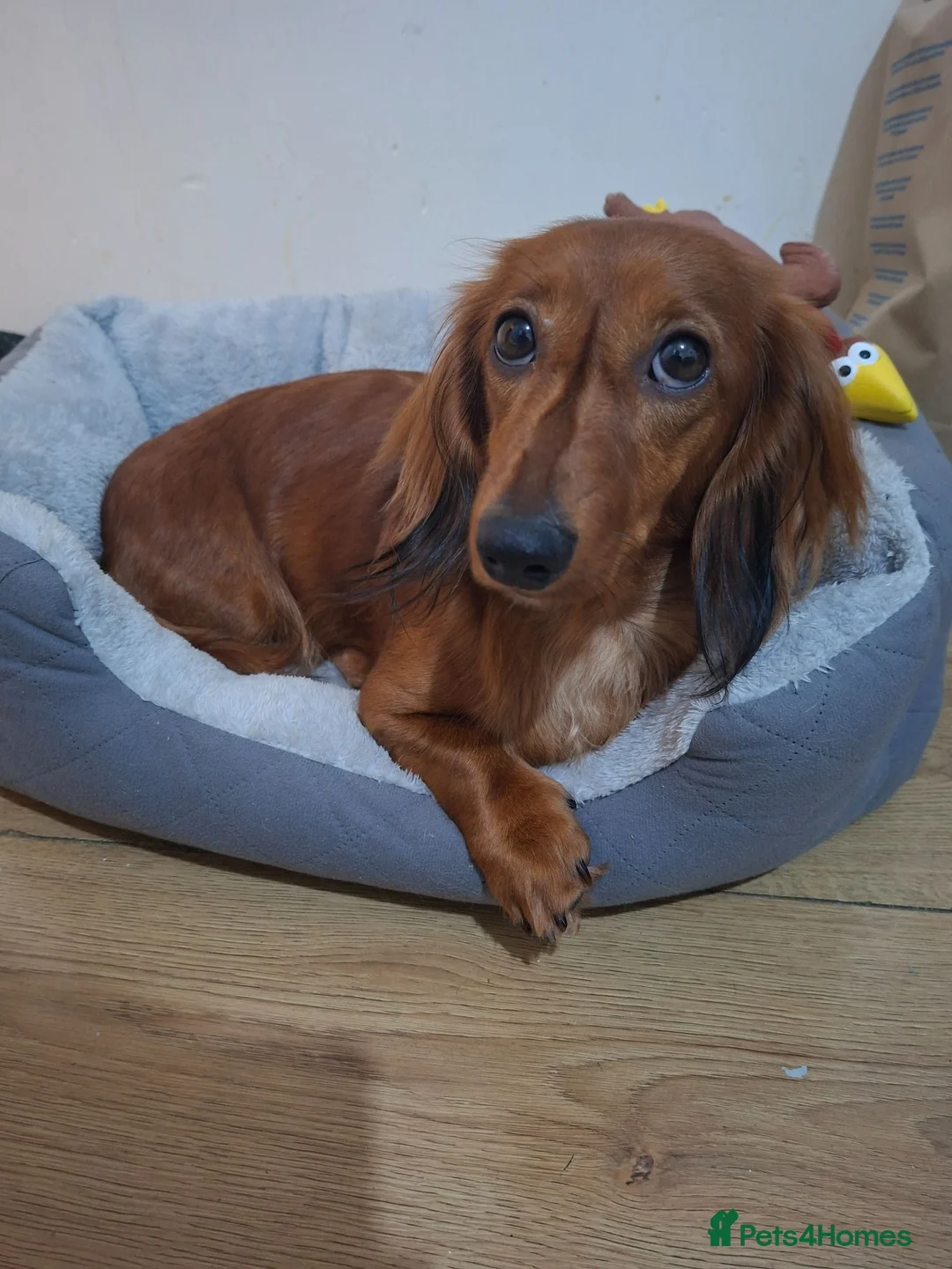 Miniature Dachshund dogs for sale: Long haired miniature dachshund  in Bolton - Advert 1