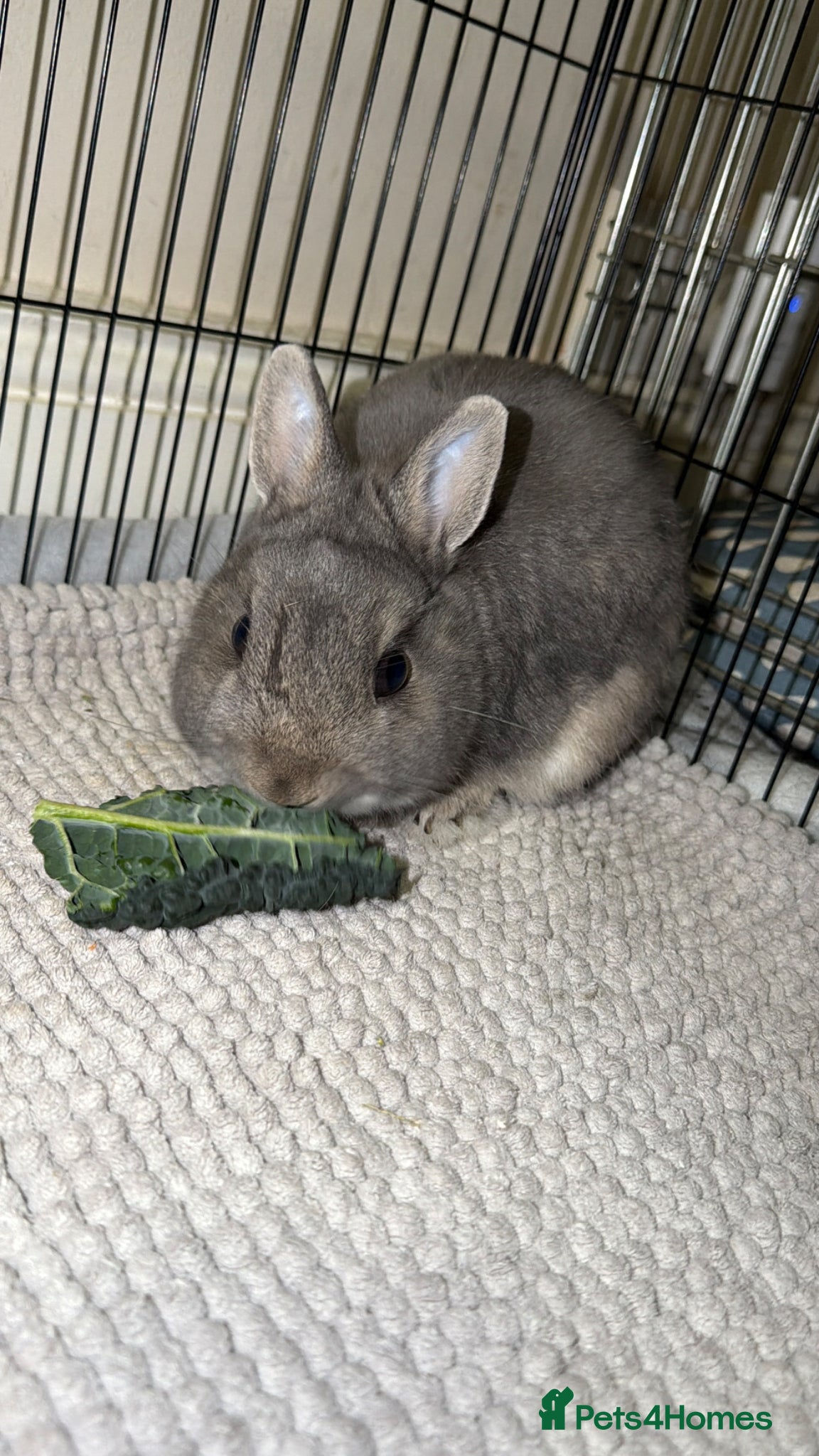 Netherland Dwarf rabbits 🐰Netherland Dwarf Rabbit for Sale–Friendly & Calm - Advert 1