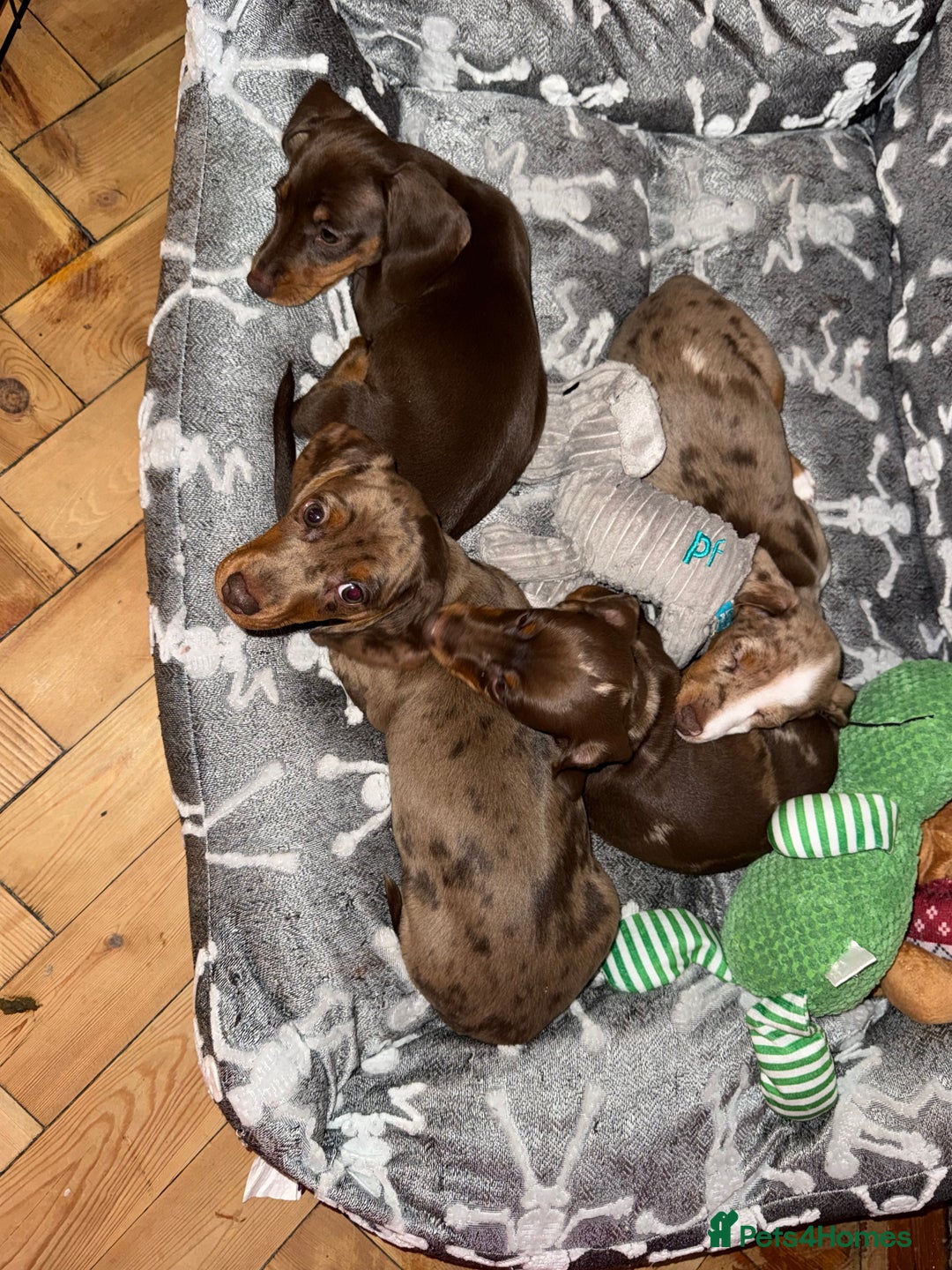 Miniature Dachshund dogs for sale: ‼️ READY NOW‼️ Miniature smooth hair dachshund - Image 9