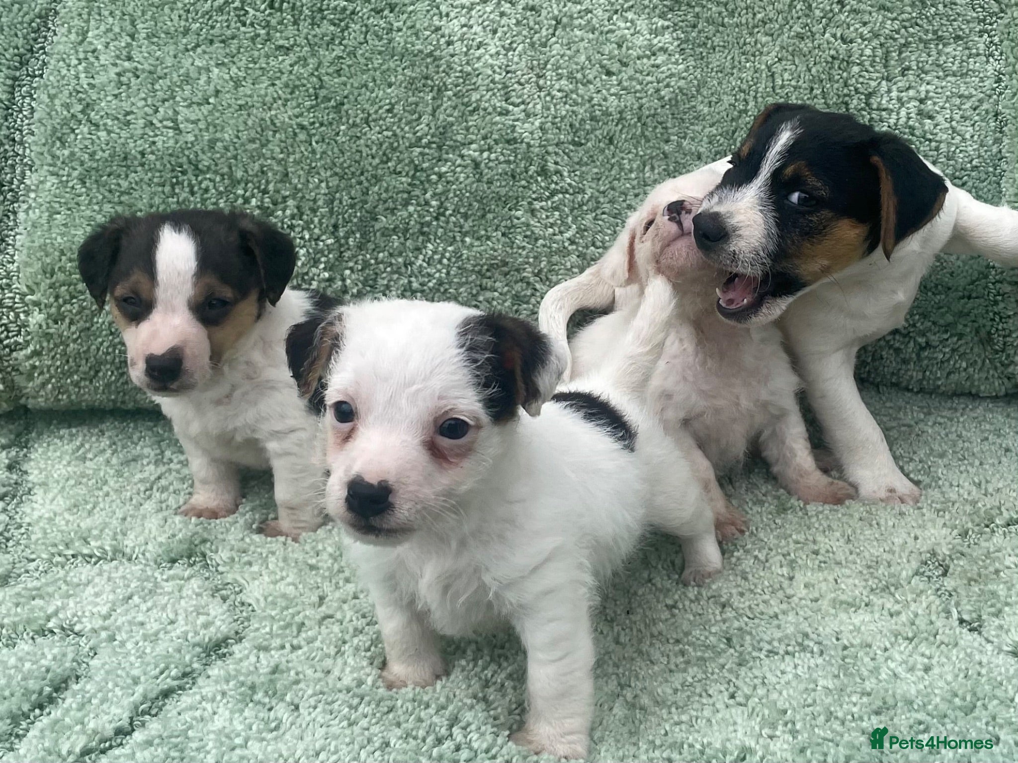 Jack Russell dogs Miniature Jack Russell puppies - Advert 2