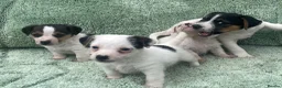 Jack Russell dogs for sale: Miniature Jack Russell puppies - Advert 2