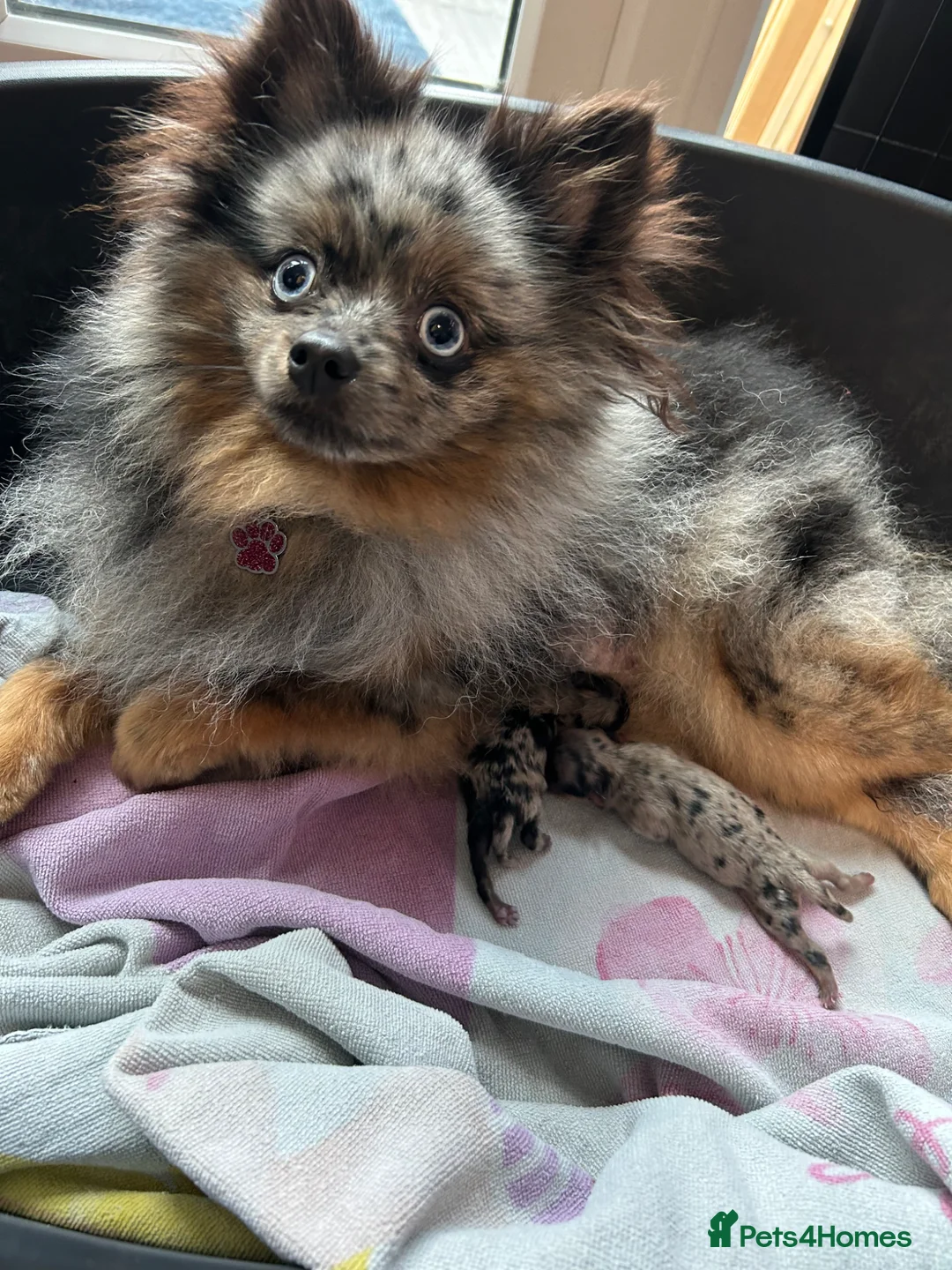 Pomeranian dogs for sale: Rare split face Merle teddy Pom puppy - READY NOW in Kingswinford - Advert 1