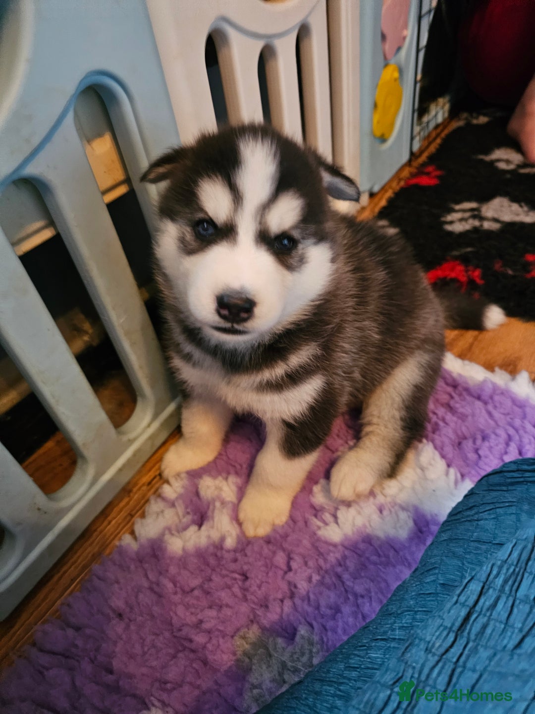 Siberian Husky dogs for sale: 5 beautiful siberian husky fur babies - Advert 28