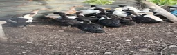 Mixed Breed poultry for sale: Poultry for sale - Advert 2