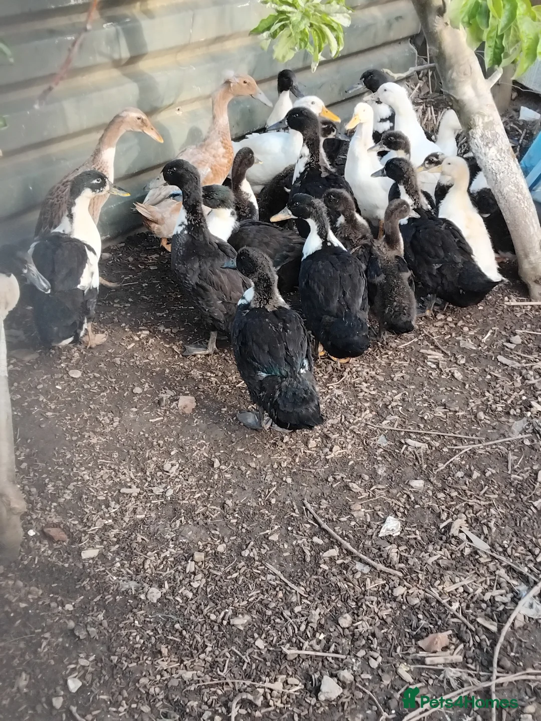 Mixed Breed poultry for sale: Poultry for sale - Advert 2