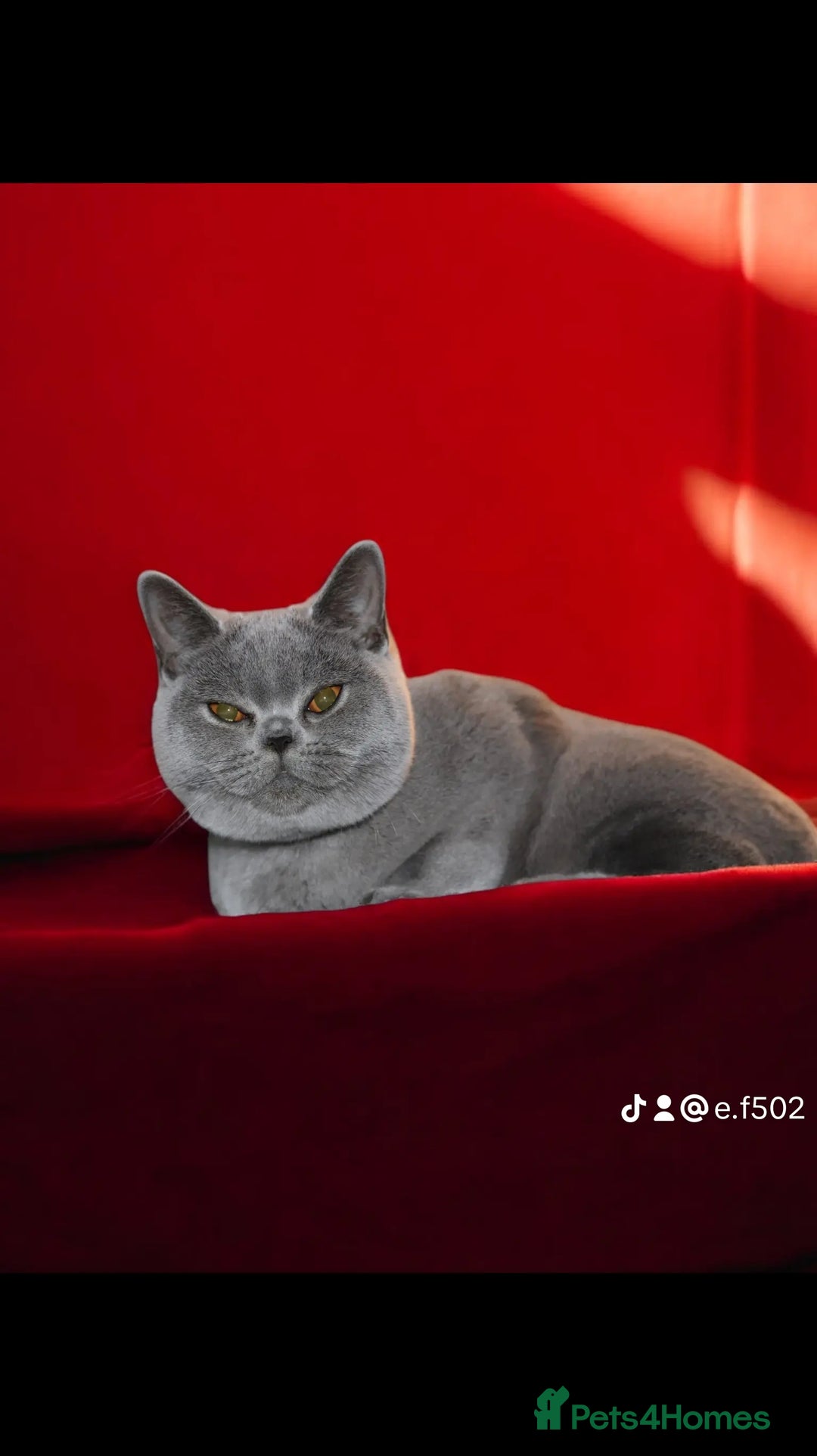 British Shorthair cats for sale: Stunning GCCF&TICA Active BSH Queen - Advert 7