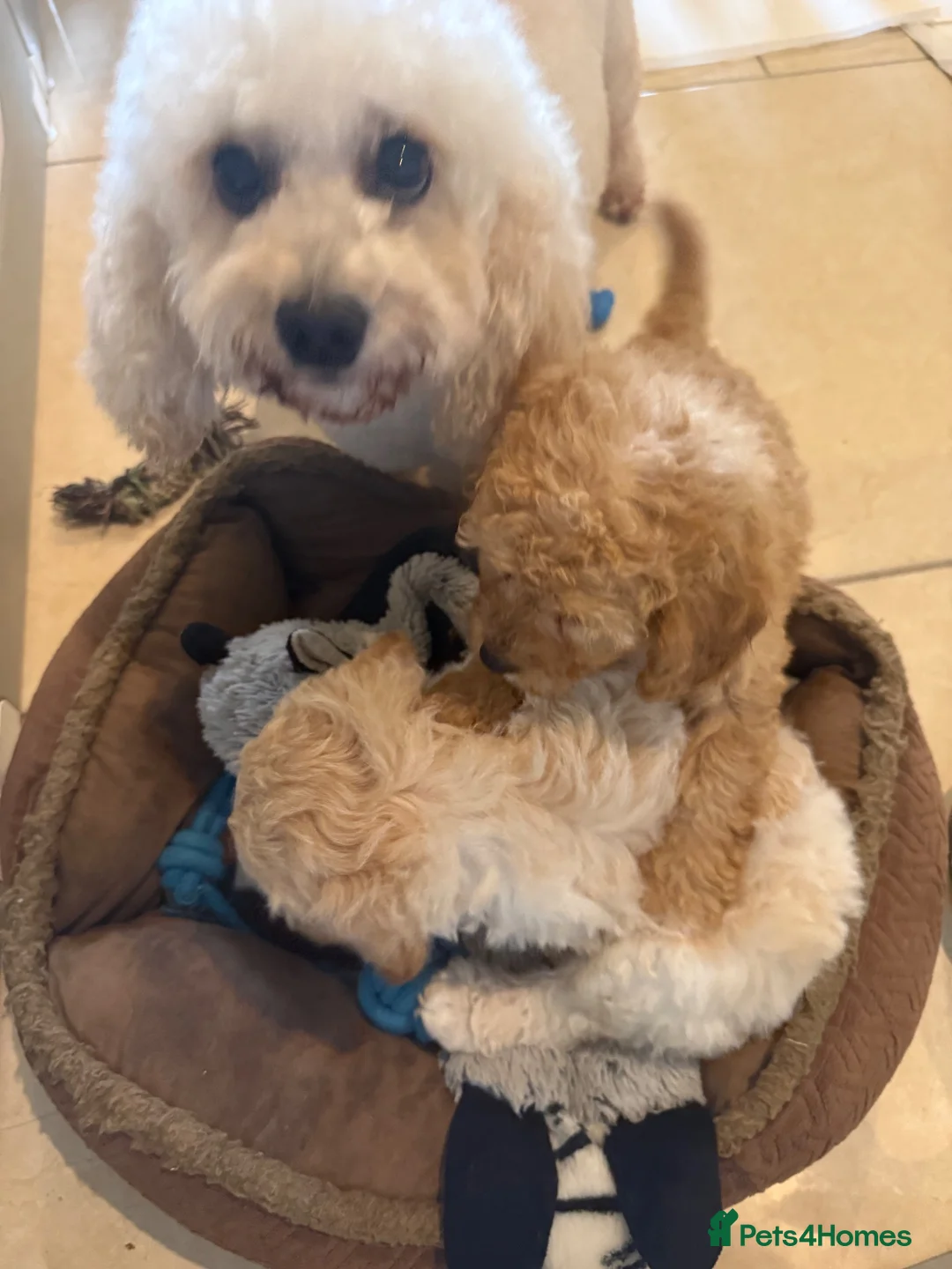 Cavapoochon dogs for sale: Toy Cavapoo-chon Puppies (TOY CAVAPOOCHON) - Advert 14