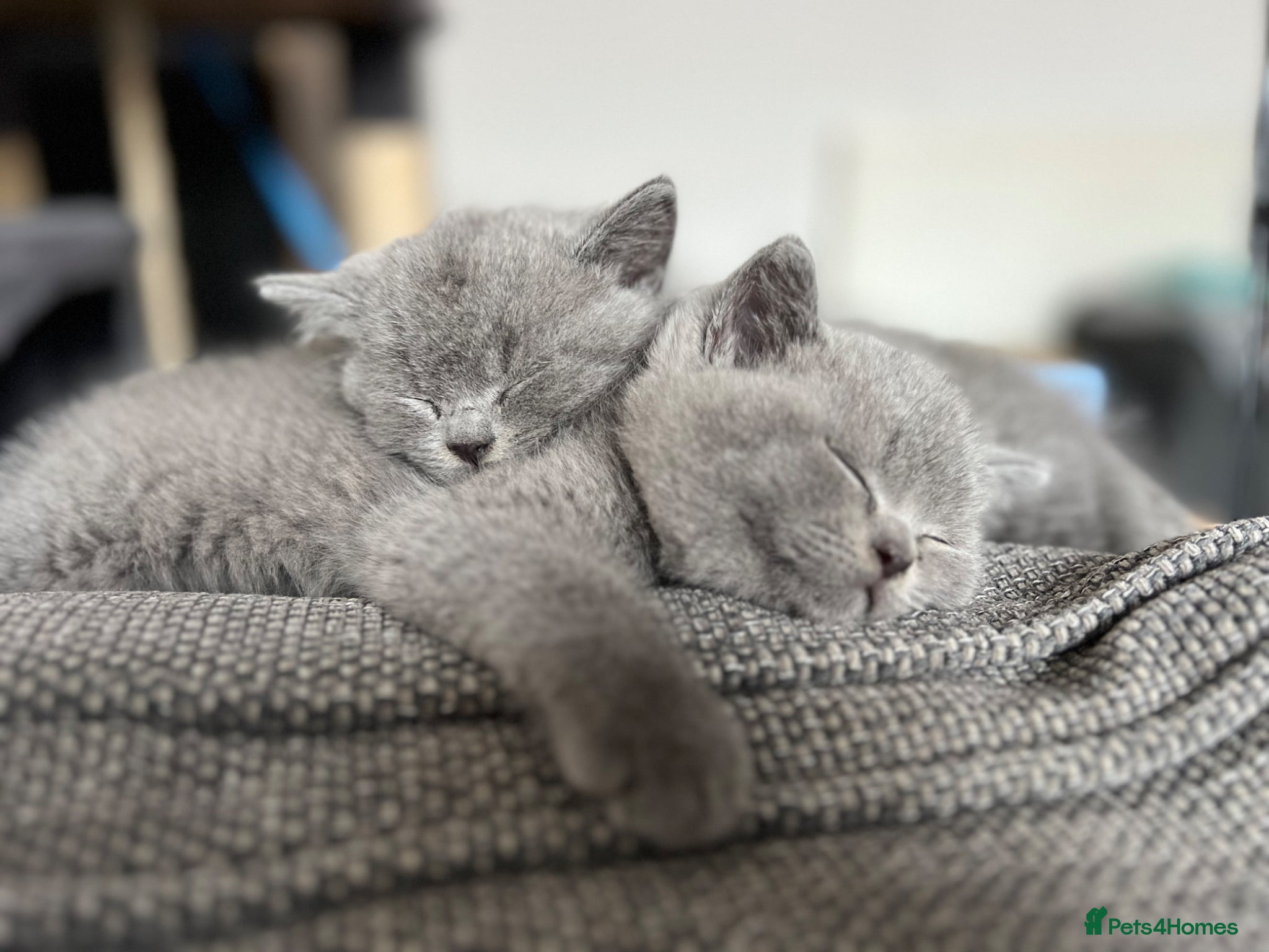 British Shorthair cats GCCF Registered British Shorthair Kittens - Advert 1