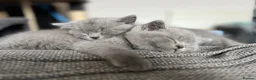 British Shorthair cats for sale: GCCF Registered British Shorthair Kittens - Advert 1