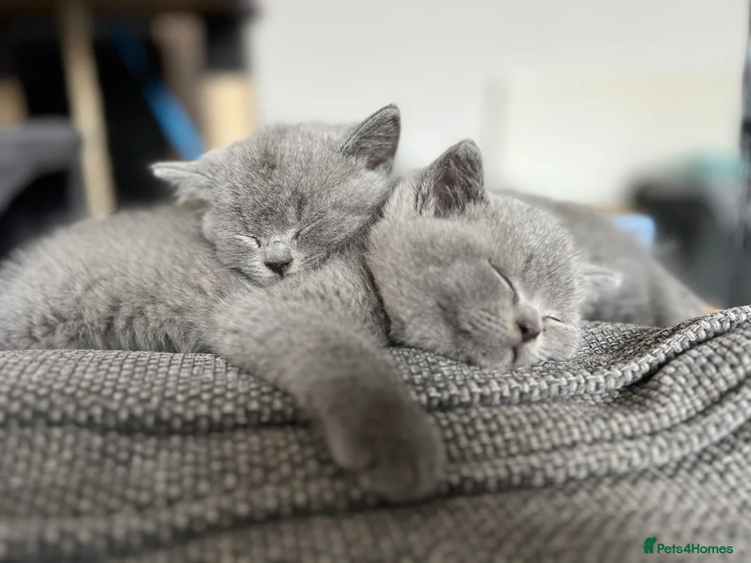 British Shorthair cats for sale: GCCF Registered British Shorthair Kittens - Advert 1