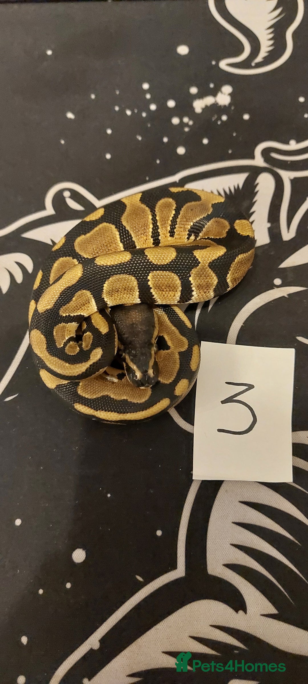 Python Snake reptiles for sale:  royal python Hatchlings  - Advert 3