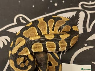 Python Snake reptiles royal python Hatchlings - Advert 21