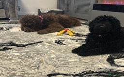 Mixed Breed dogs for sale: Beautiful labradoodle cross bernadoodle - Image 1