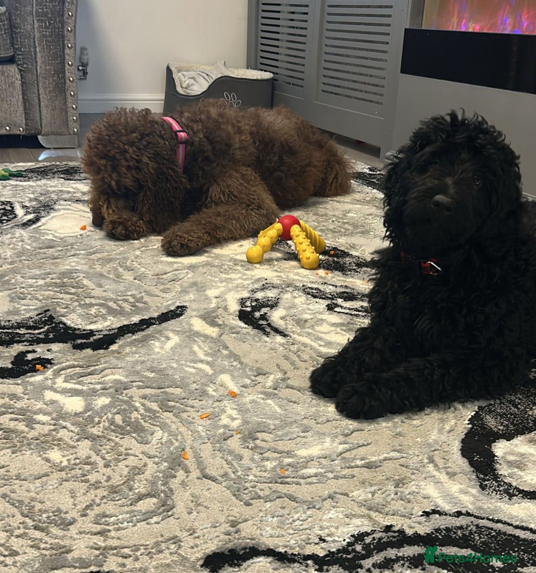 Mixed Breed dogs for sale: Beautiful labradoodle cross bernadoodle - Image 1