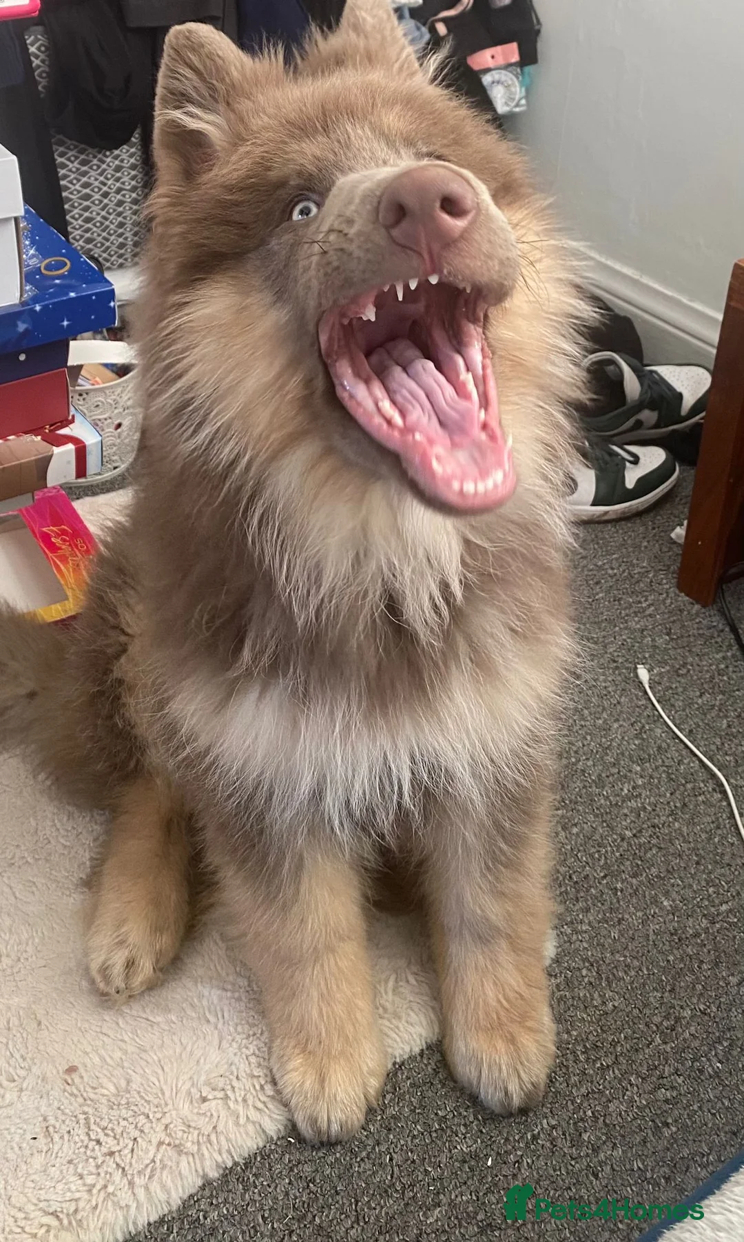 German Shepherd dogs for sale: Meet Sixty. Our Beautiful Isabella German Shepherd - Advert 32