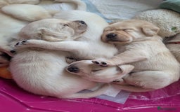 Labrador Retriever dogs for sale: Labrador puppies - Image 11