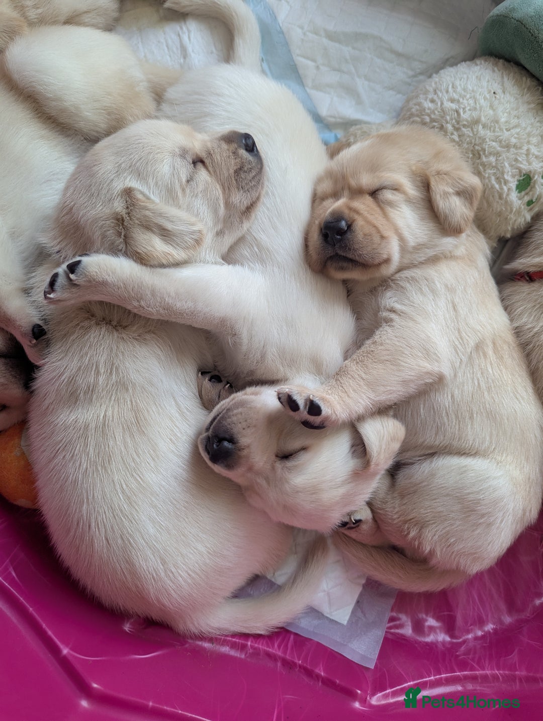 Labrador Retriever dogs for sale: Labrador puppies - Image 11