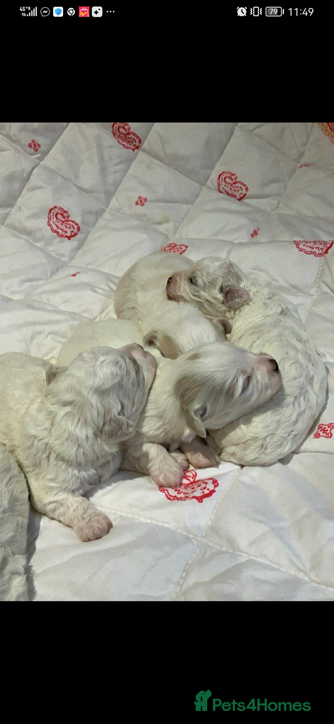 Maltese dogs for sale: Bishon Maltese  - Image 2